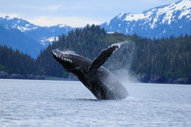 26 Glacier Cruise and Coach from Anchorage, AK - Prince William Sound: the catamaran cruise where 26 Glacier becomes real