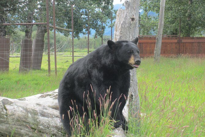 Alaska Wildlife Center and Turnagain Arm Tour w/Alyeska Tram - Anchorage to Turnagain Arm: how the day is paced