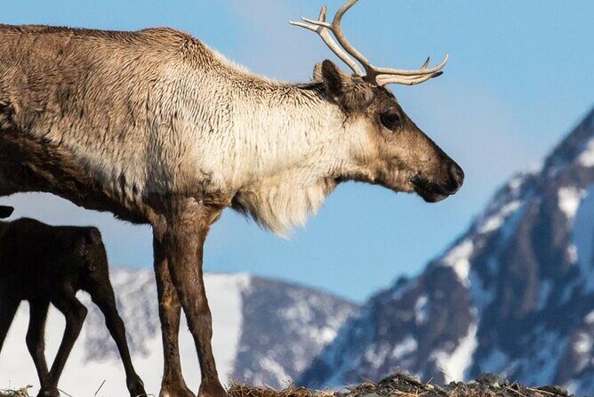 Alaska Wildlife Center and Turnagain Arm Tour w/Alyeska Tram - Logistics and timing that can make or break the day