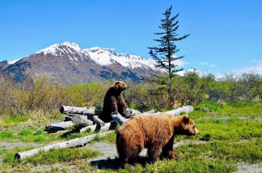 Alaska Wildlife Conservation Center: Admission Ticket - Key things to know before you go