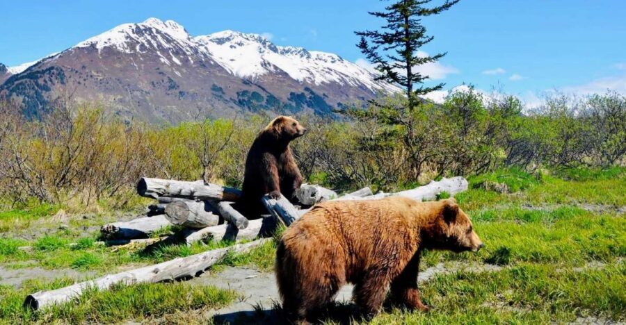 Alaska Wildlife Conservation Center: Admission Ticket - A wildlife sanctuary that’s built for care, not crowds