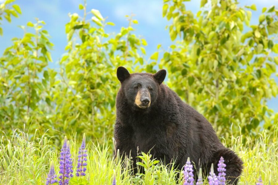 Alaska Wildlife Conservation Center: Admission Ticket - The scenery part: Chugach Mountains and Turnagain Arm