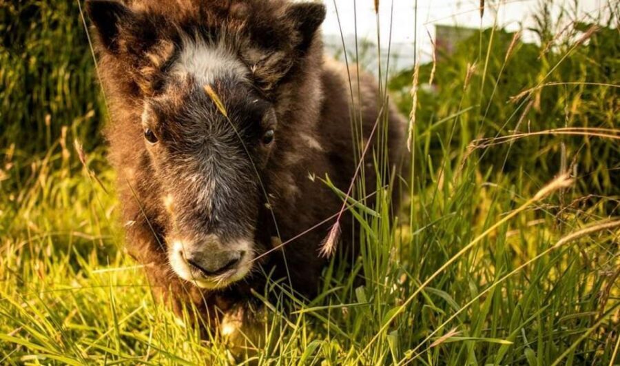 Alaska Wildlife Conservation Center: Admission Ticket - Winter prep that makes the loop easier