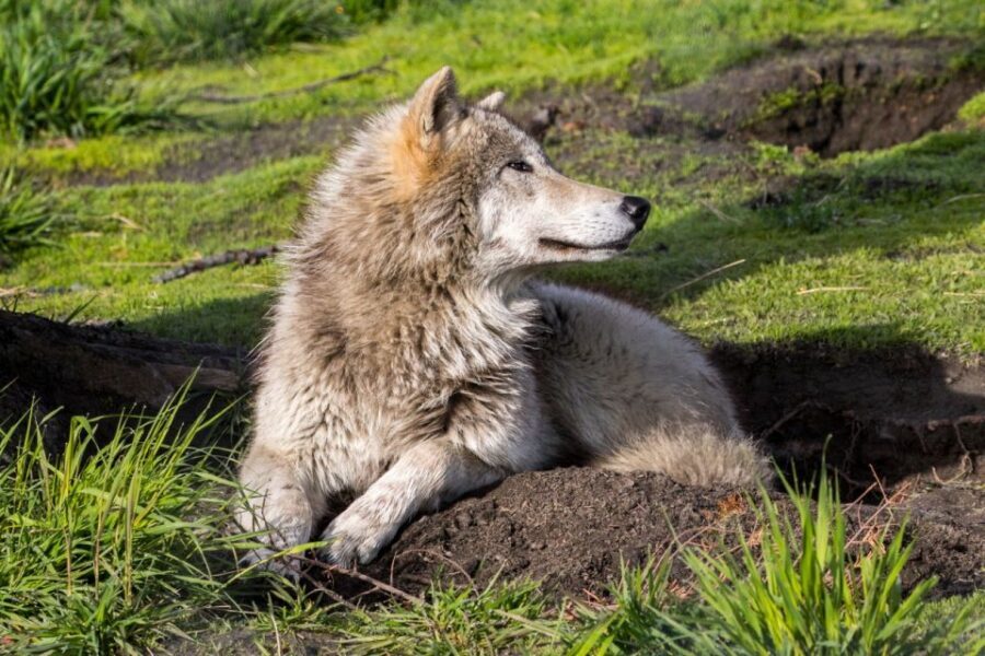 Alaska Wildlife Conservation Center: Admission Ticket - Cost and value: why $27 makes sense