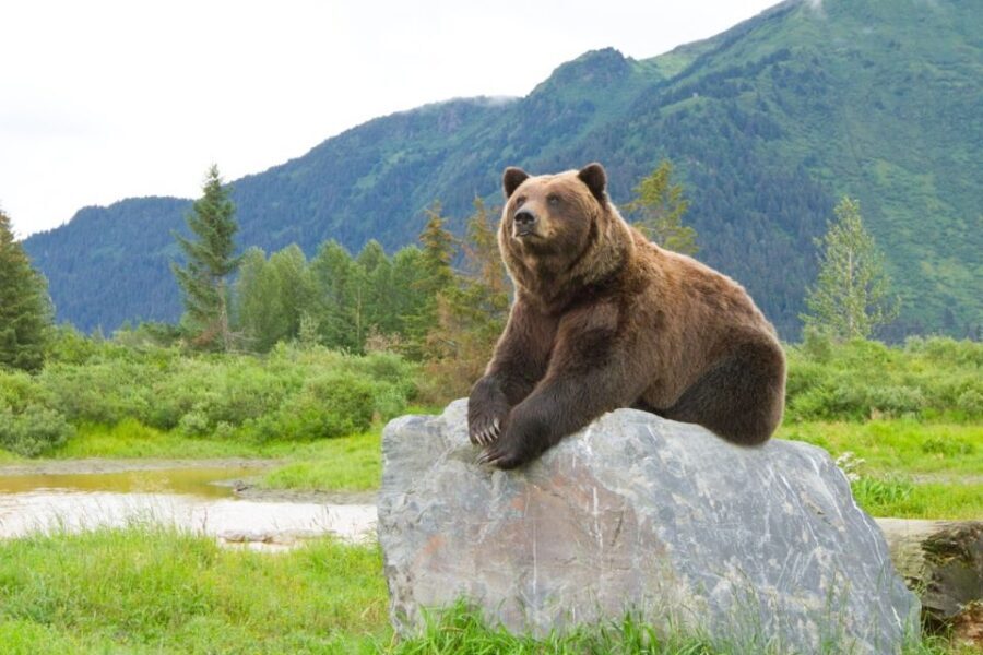 Alaska Wildlife Conservation Center: Admission Ticket - Getting the most out of your visit