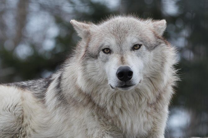 Alaska Wildlife Day Tour with Free Hotel Pickup - A 4-Hour Plan That Fits Real Anchorage Days