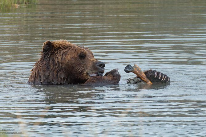 Alaska Wildlife Day Tour with Free Hotel Pickup - Who This Tour Is Best For (and Who Might Want Something Else)
