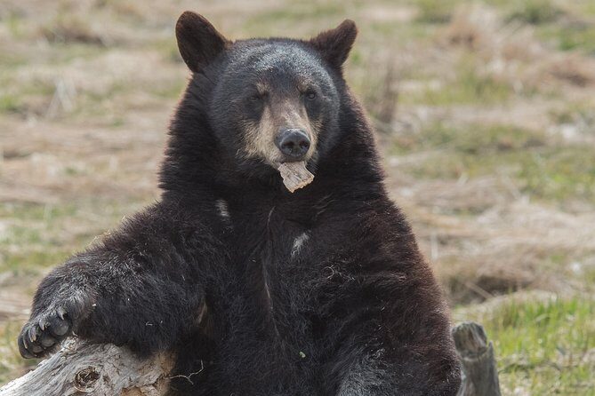 Alaska Wildlife Day Tour with Free Hotel Pickup - Alaska Wildlife Conservation Center: Animal Viewing With a Purpose