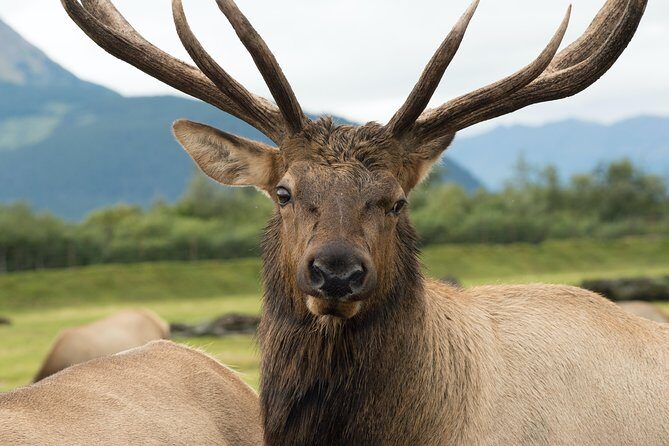 Alaska Wildlife Tour - Getting from Anchorage to Turnagain Arm and Portage Valley