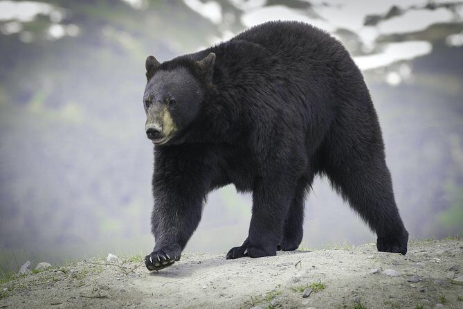 Alaska Wildlife Tour - Turnagain Arm: dramatic tides, eagle spotting, and quick pullouts