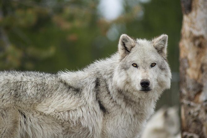 Alaska Wildlife Tour - Price and value: what $119 buys you (and what it doesn’t)