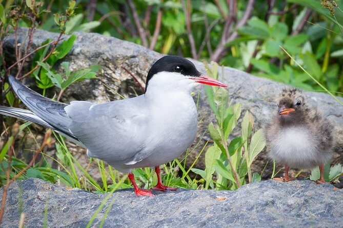 Alaska Wildlife Tour - Group size and guides: the difference between seeing and understanding