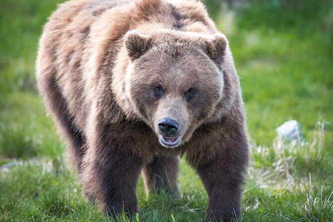Alaska Wildlife Tour - Alaska Wildlife Conservation Center: 2 hours of up-close respect