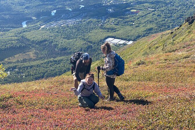Alpine Classic Trek - Quick hits: what matters most on this Chugach trek