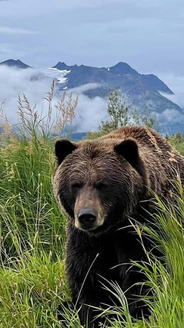 Anchorage: Bears, Beers, and Glacier Tour - Key things that make this Anchorage day work