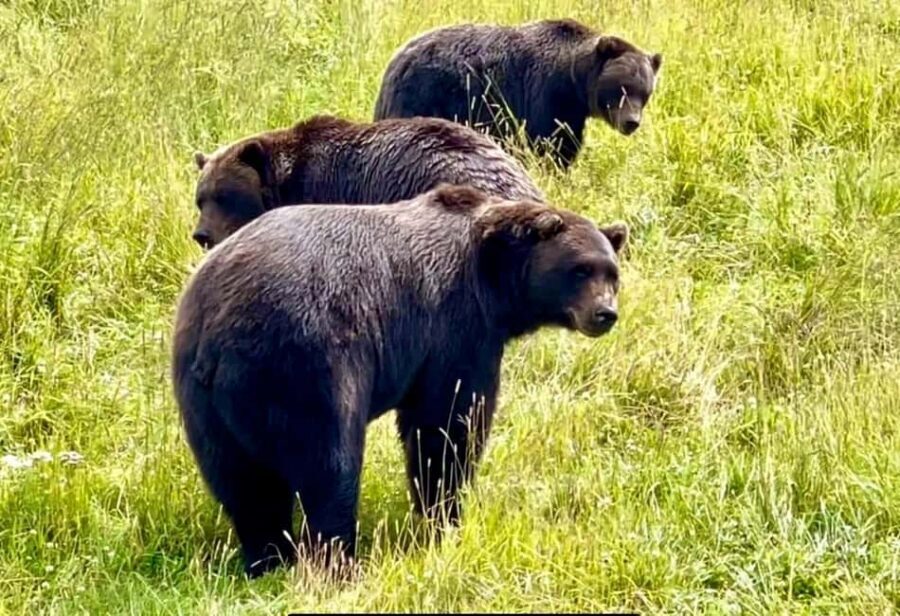 Anchorage: Bears, Beers, and Glacier Tour - Portage Glacier area: scenic stops with photo payoff