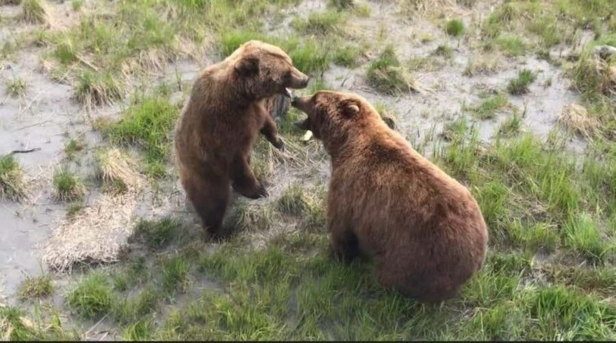 Anchorage: Bears, Beers, and Glacier Tour - What to bring for bears, glaciers, and quick photo moments