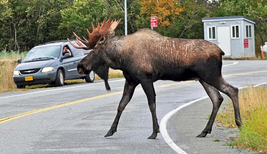 Anchorage: City Tour and Highlights - Key things you’ll notice right away