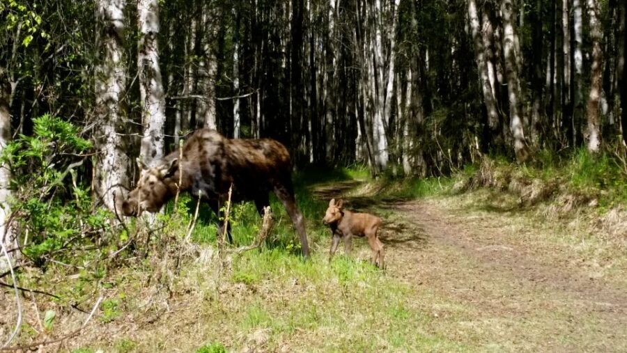 Anchorage: Coastal Trail 3-Hour City Bike Tour - Meeting at Dena’ina and Getting to the Ride (Before You Even Pedal)