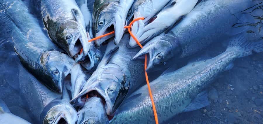 Anchorage: Full-day guided salmon fishing with Hotel Pickup - Weather, fish permitting, and how to keep expectations healthy