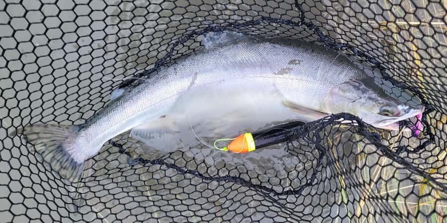 Anchorage: Full-day guided salmon fishing with Hotel Pickup - What’s really included (and what you’ll need to bring)