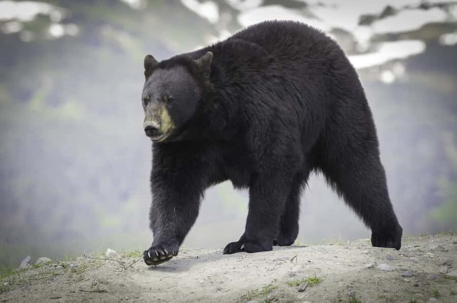 Anchorage: Glacier & Wildlife Discovery Tour (7-hours) - Alaska Wildlife Conservation Center (AWCC): Close viewing with a purpose