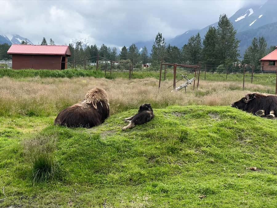 Anchorage: Glacier & Wildlife Discovery Tour (7-hours) - Should You Book It? My take
