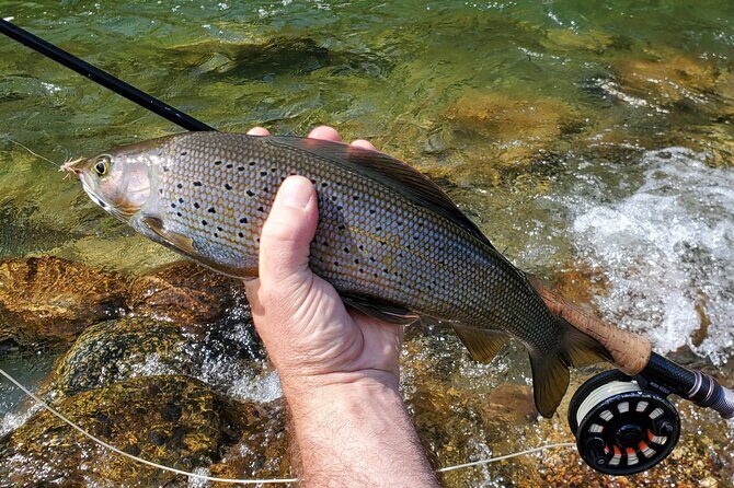 Anchorage Guided Fly-fishing with transportation - Price and Value: Why $339 Feels Reasonable (When You Think Through It)