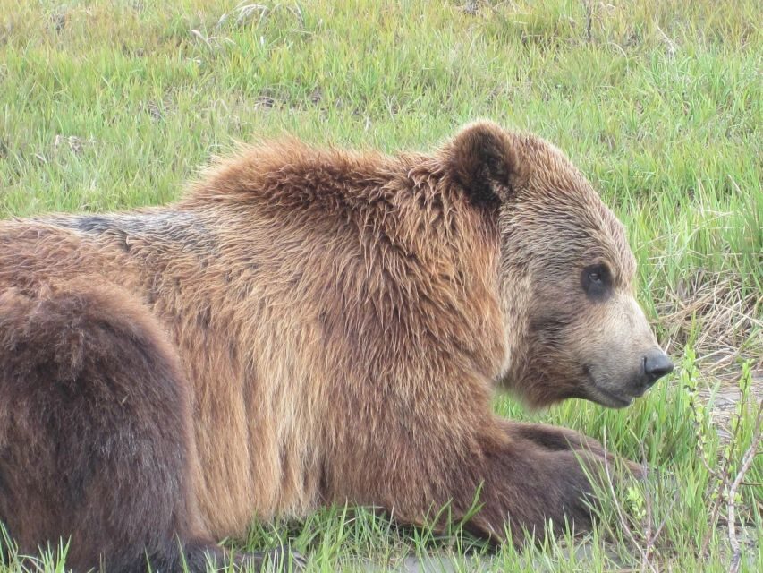 Anchorage: Portage Glacier and Wildlife Explorer Cruise - Key things to know before you go