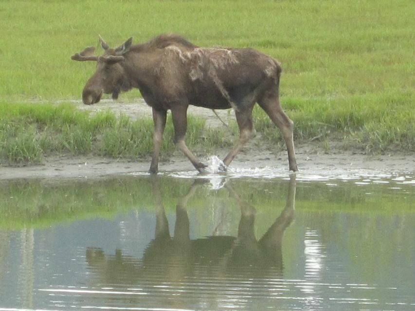 Anchorage: Portage Glacier and Wildlife Explorer Cruise - The glacier cruise: what you’ll see, hear, and feel