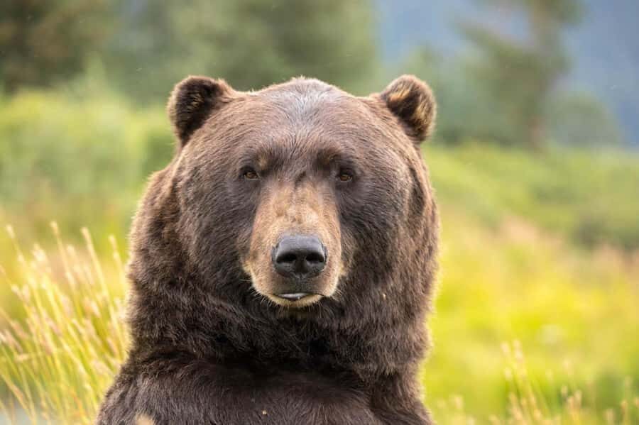 Anchorage: Scenic Tour to Wildlife Center with hotel pickup - Key highlights to look forward to