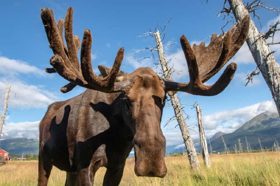 Anchorage: Scenic Tour to Wildlife Center with hotel pickup - Turnagain Arm to the Wildlife Center: The best way to spend a half day in Anchorage