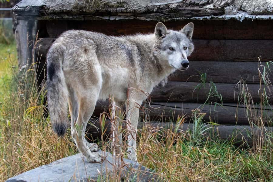 Anchorage: Scenic Tour to Wildlife Center with hotel pickup - What you might spot: bald eagles and Dall sheep chances