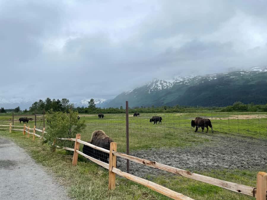Anchorage: Scenic Tour to Wildlife Center with hotel pickup - Who this Anchorage wildlife tour fits best