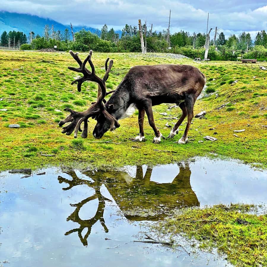 Anchorage: Scenic Tour to Wildlife Center with hotel pickup - What happens at the Alaska Wildlife Conservation Center