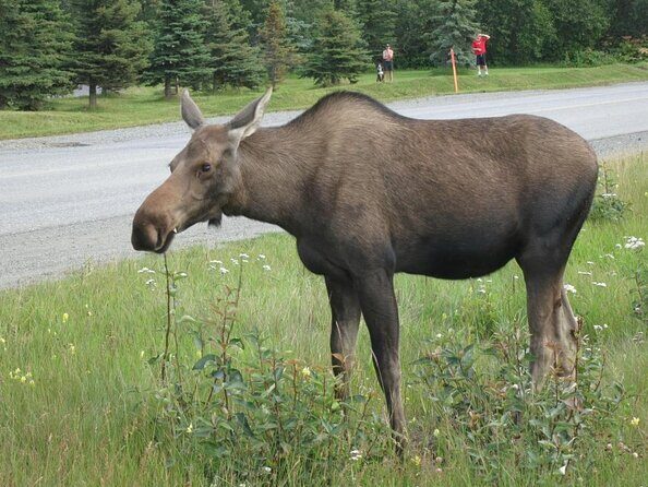 Anchorage Sightseeing and Food Tour - Available All Year Long! - Key things to know before you go