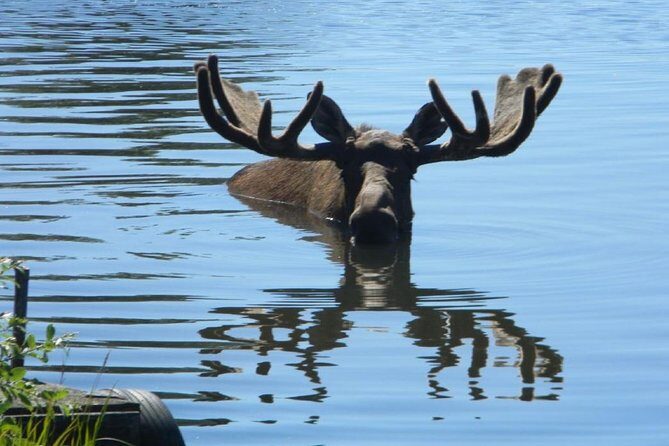 Anchorage to Seward Cruise Transfer and Private Tour - Why This Private Anchorage-to-Seward Day Feels Like a Real Excursion