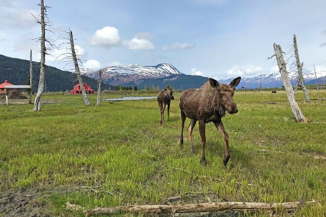 Anchorage to Seward Wildlife Adventure - Alaska Wildlife Conservation Center: the 1.5-mile loop that’s more than a detour