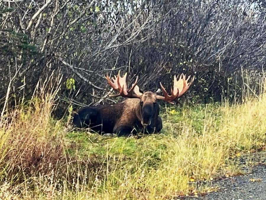 Anchorage: Wildlife Conservation Center & Portage Valley - Key things to know before you go