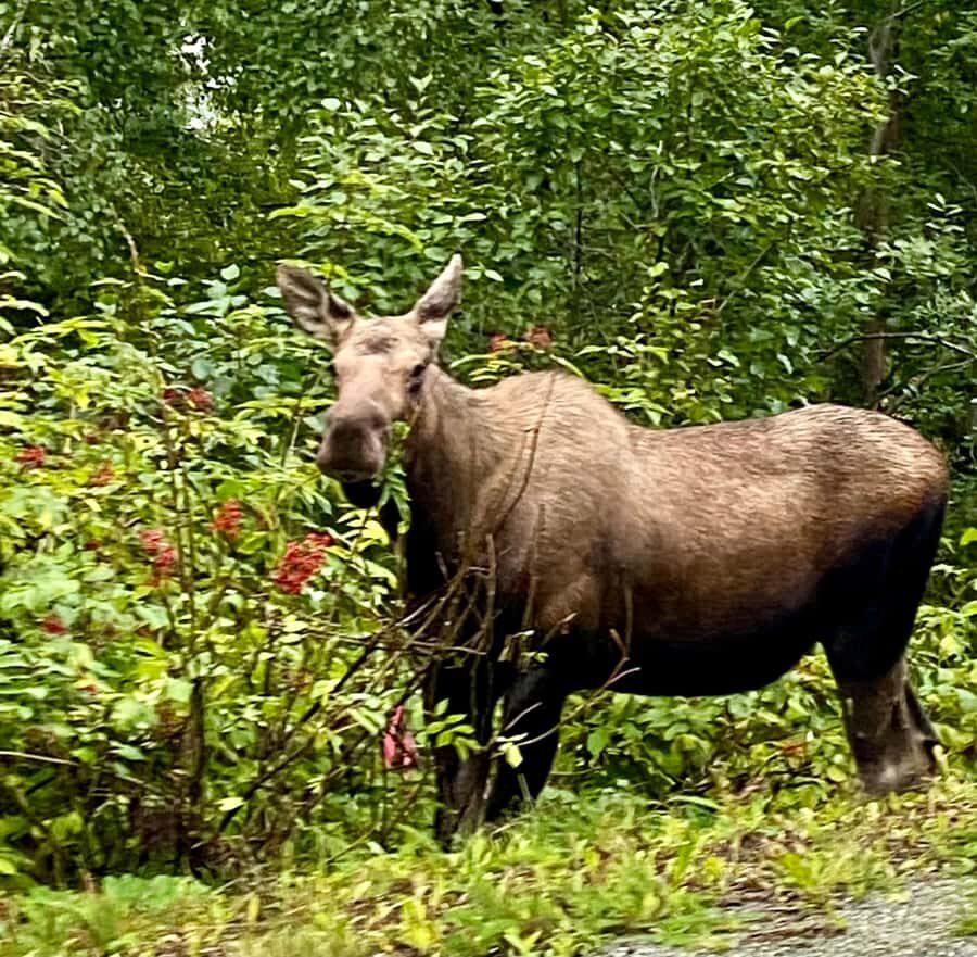 Anchorage: Wildlife Conservation Center & Portage Valley - The Alaska Wildlife Conservation Center: close-up, rescued locals, and hands-on education