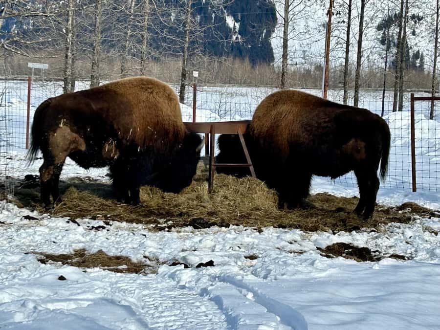 Anchorage: Wildlife Conservation Center & Portage Valley - Guide power: what Joan and Dan bring to the day