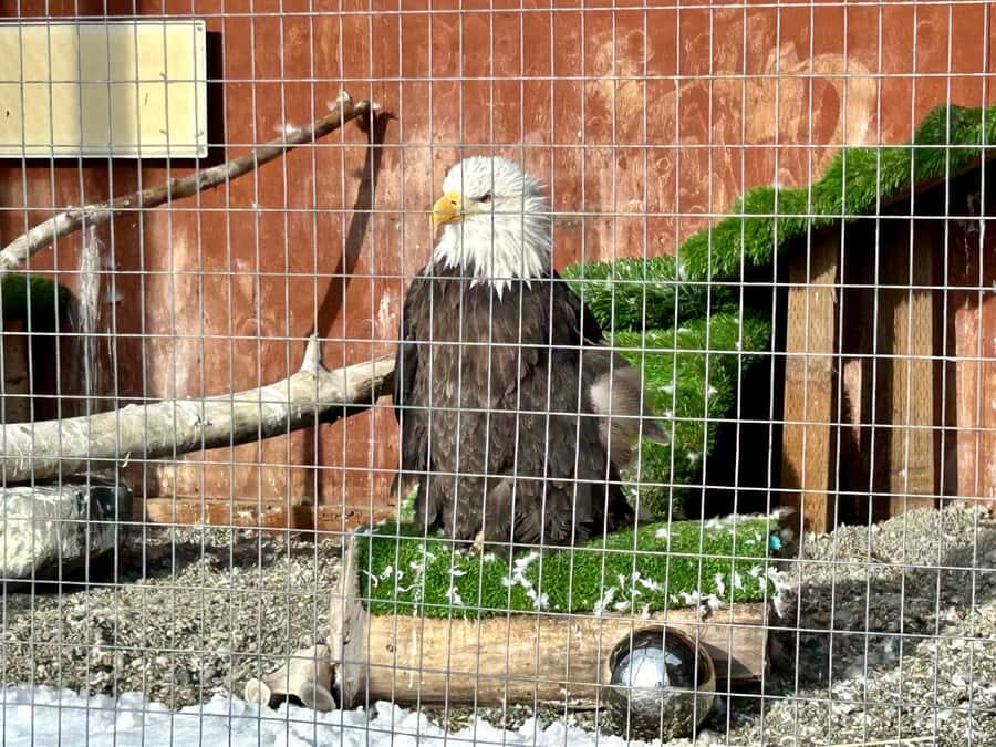 Anchorage: Wildlife Conservation Center & Portage Valley - Value check: does $119 make sense for what you’re getting?