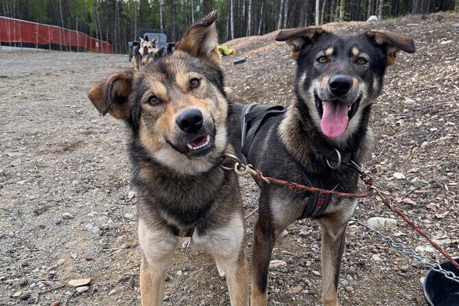 Anchorage's Authentic Dog Sledding Experience - Inside the clubhouse: mushing, the Iditarod, and why it matters