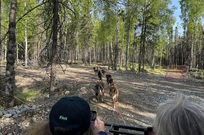 Anchorage's Authentic Dog Sledding Experience - Your turn on the custom dryland passenger sled