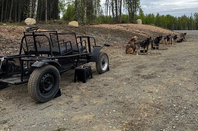 Anchorage's Authentic Dog Sledding Experience - Puppies and close-up dog time: the part dog lovers remember