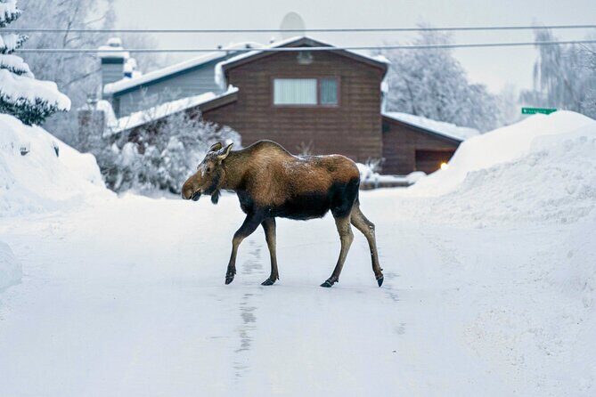 Anchorage's Winter City Tour = Samples + Stops + WildLife - Point Woronzof and Earthquake Park: Views Plus the 1964 Shockwaves