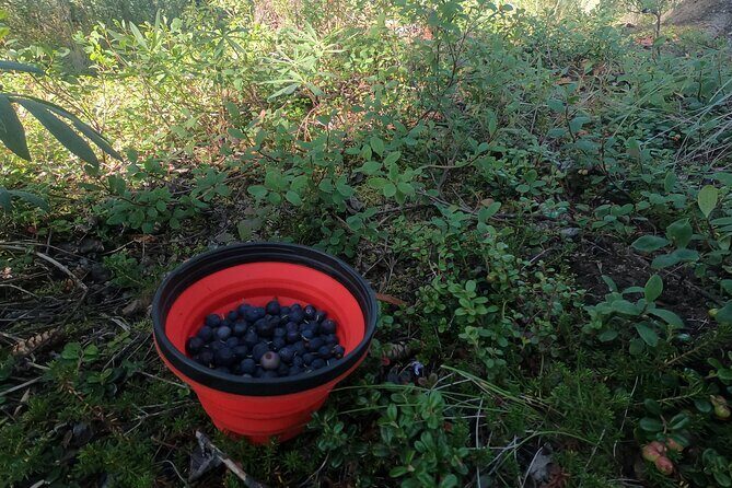 Backcountry Eats & Foraging Treats - Fitness and Comfort: How Much Walking Is Real?