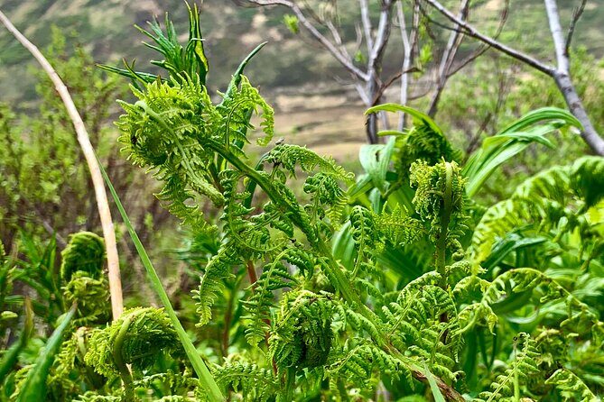 Backcountry Eats & Foraging Treats - Weather Matters in Alaska (So Plan Smart)