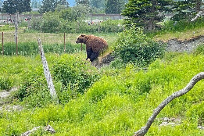 Bears & Beers Tasting Tour out of Anchorage - Key Points to Know Before You Go