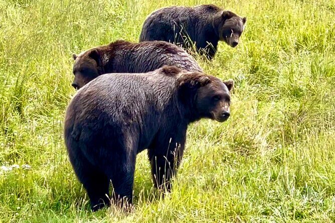 Bears & Beers Tasting Tour out of Anchorage - Why This Tour Works in Anchorage (Even If It’s Your First Time)